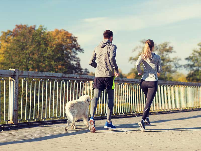 Q: Can I Take My Dog Running With Me? - Dog Talk: A Dog Blog By Rachel Baum