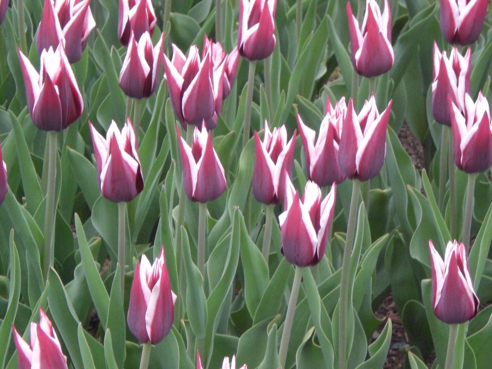 In Bloom at the Albany Tulip Fest I Heart NY Y'all By Heather Flanigan