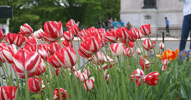 Events Before After The 2020 Tulip Festival In Albany