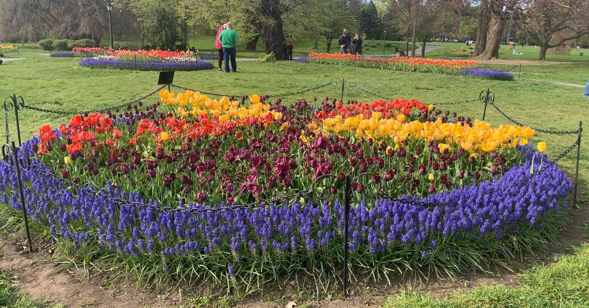 2021 Virtual Albany Tulip Festival A MonthLong Celebration in May